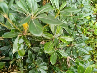 绿叶繁茂的植物景观