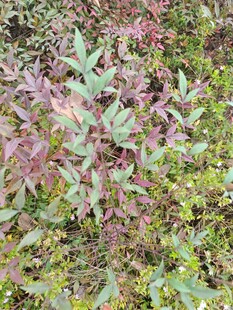 多彩植物叶片特写
