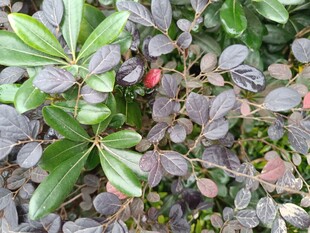 绿叶红果植物景观