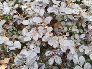 地面散落的白色花瓣景象