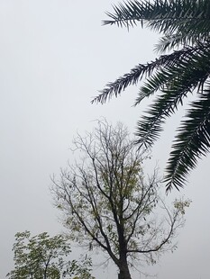 枯树与棕榈树的景象