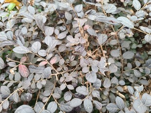 地面上的枯叶与碎石