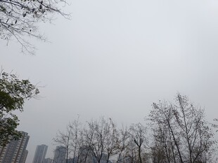 城市冬日萧瑟树木景象