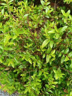 翠绿繁茂的灌木丛