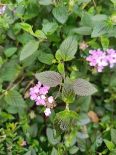 绿叶丛中的粉嫩小花