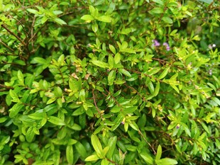 翠绿繁茂的植物景观