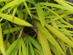 嫩绿细长叶片特写