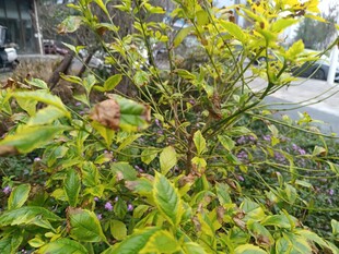 绿叶繁茂的植物景观