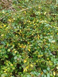 绿叶黄花的繁茂植物景观