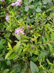 绿叶丛中的粉色小花