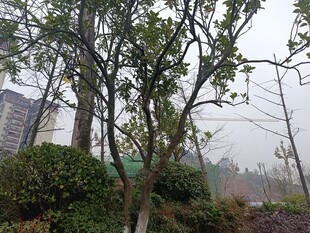 城市中的树木与绿植景观