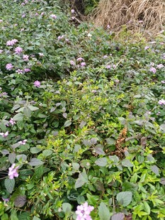 繁茂花丛中的粉色小花