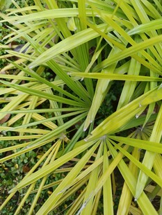 翠绿舒展的热带植物叶片