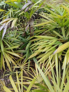 翠绿丛生的热带植物景观