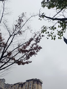 枝头繁花与远处建筑