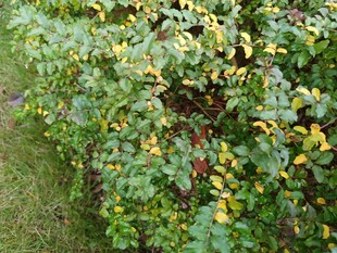 绿叶黄花的繁茂灌木丛