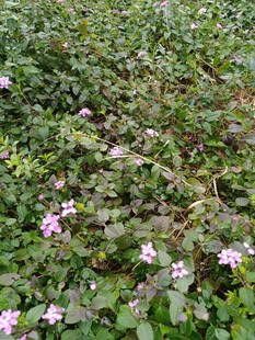 野蔷薇花丛绽放