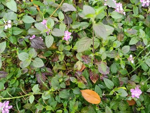 绿叶间点缀的粉色小花