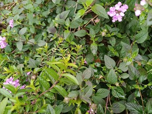 绿叶丛中的粉色小花