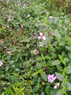 草丛中的粉色小花