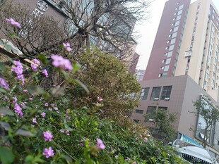 城市中绽放的烂漫紫花