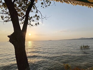夕阳下的海边树景
