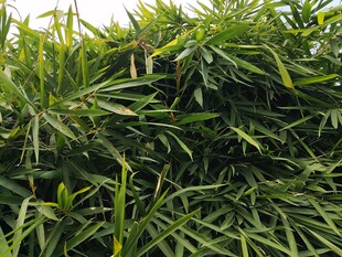 翠绿繁茂的丛生竹子