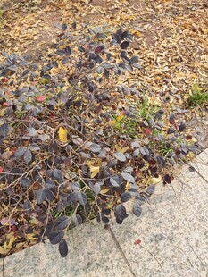 地面上的多彩落叶植物