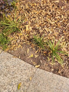 路边枯黄落叶与青草