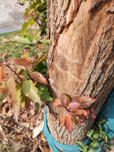 树干旁的多彩植物景观