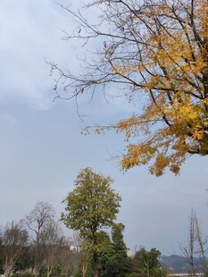 秋日黄叶树木景致