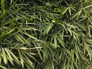 翠绿繁茂的热带植物叶片