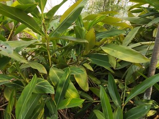 翠绿繁茂的植物景观