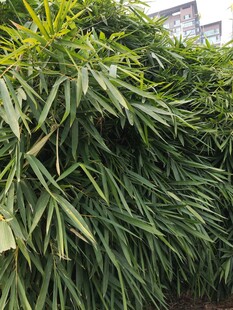 翠绿繁茂的长条状植物