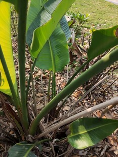 绿叶植物根部特写画面