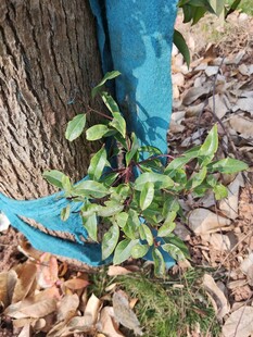 树干旁的蓝布与嫩绿植物