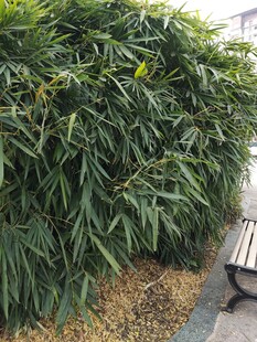 翠绿竹林旁的休闲长椅