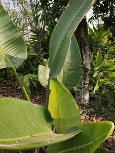 翠绿芭蕉叶尽显自然生机