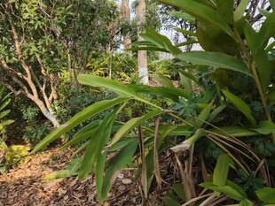 茂密丛林中的绿色植物