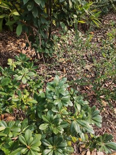 繁茂绿植的自然景象