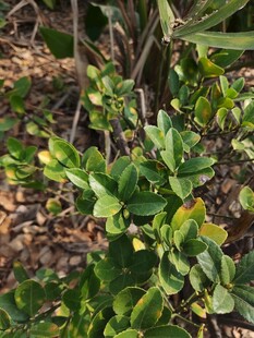 绿叶繁茂的植物景观