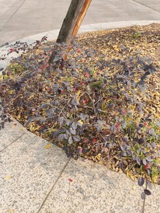 树旁地面上的落叶与杂物