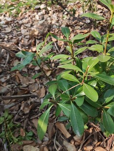 绿叶植物生长于碎石间