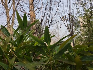 林间绿植与光秃树木景象