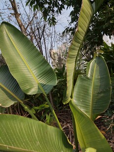 宽大翠绿的热带植物叶片