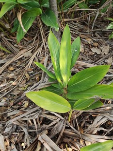 嫩绿新叶破土而出