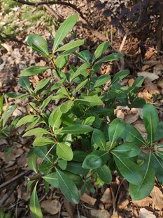 地面生长的绿色植物