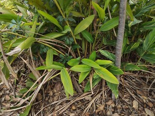 竹林中生长的嫩绿植物