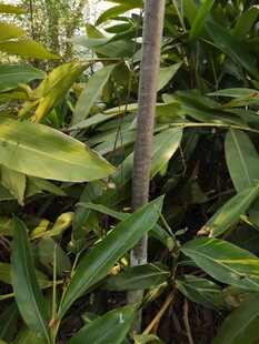 绿叶植物中的细长杆状物