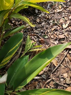 绿叶与地面覆盖物景观